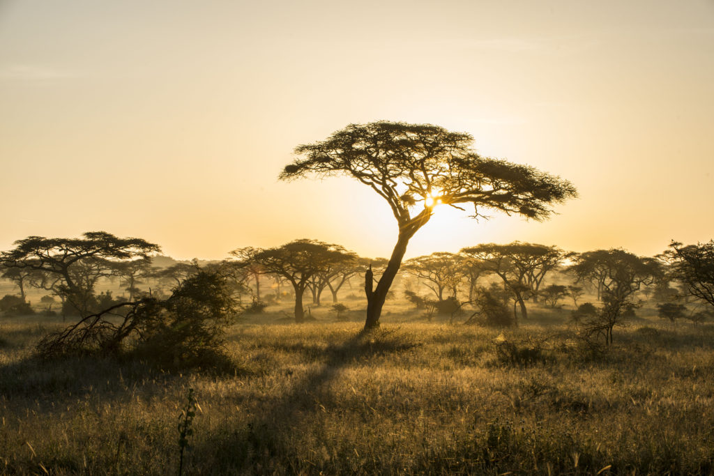 NIsimulie Africa -Serengeti, Zanzibar and Kilimanajro tours