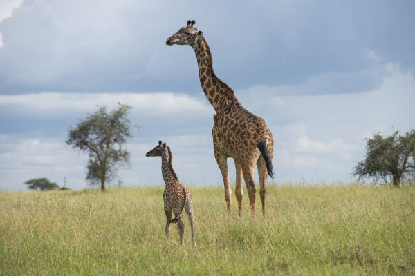 NIsimulie Africa -Serengeti, Zanzibar and Kilimanajro tours