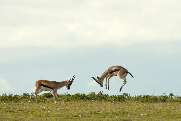 NIsimulie Africa -Serengeti, Zanzibar and Kilimanajro tours