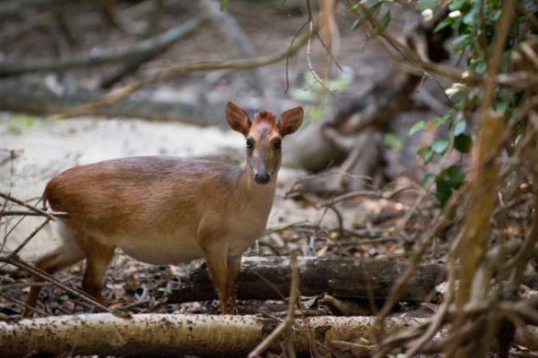 Mnemba Island Lodge 12