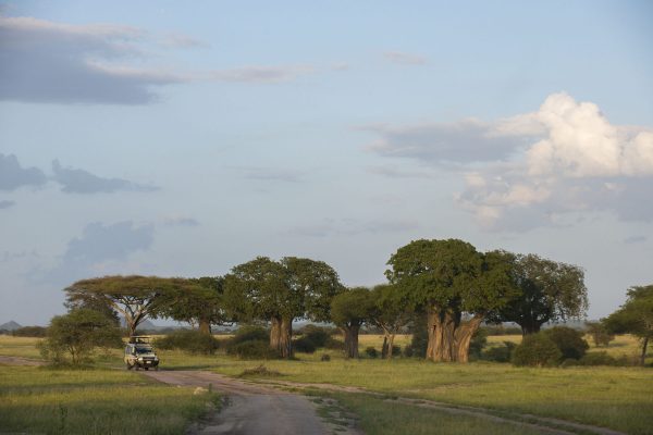 NIsimulie Africa -Serengeti, Zanzibar and Kilimanajro tours