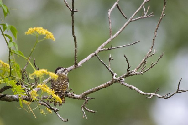 NIsimulie Africa -Serengeti, Zanzibar and Kilimanajro tours