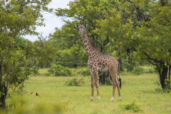 NIsimulie Africa -Serengeti, Zanzibar and Kilimanajro tours