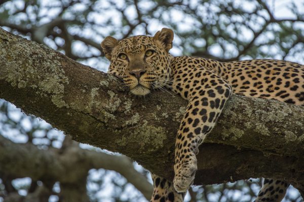 NIsimulie Africa -Serengeti, Zanzibar and Kilimanajro tours