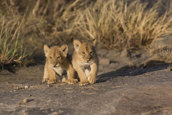 NIsimulie Africa -Serengeti, Zanzibar and Kilimanajro tours