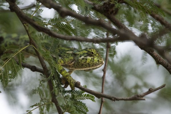 NIsimulie Africa -Serengeti, Zanzibar and Kilimanajro tours