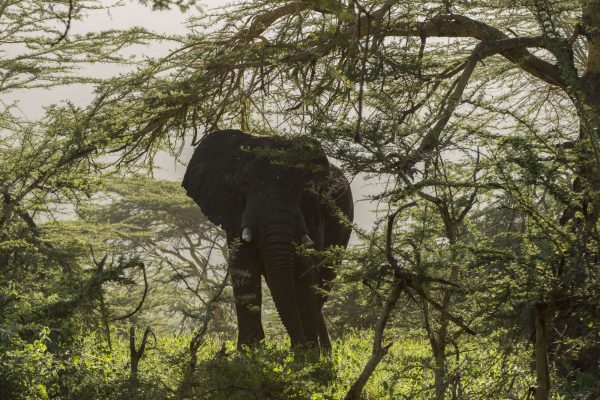 NIsimulie Africa -Serengeti, Zanzibar and Kilimanajro tours