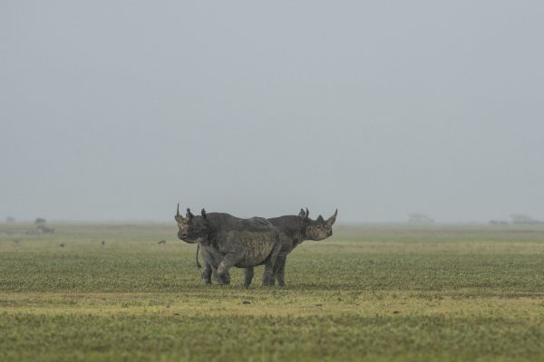 NIsimulie Africa -Serengeti, Zanzibar and Kilimanajro tours