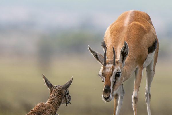 NIsimulie Africa -Serengeti, Zanzibar and Kilimanajro tours