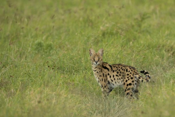 NIsimulie Africa -Serengeti, Zanzibar and Kilimanajro tours