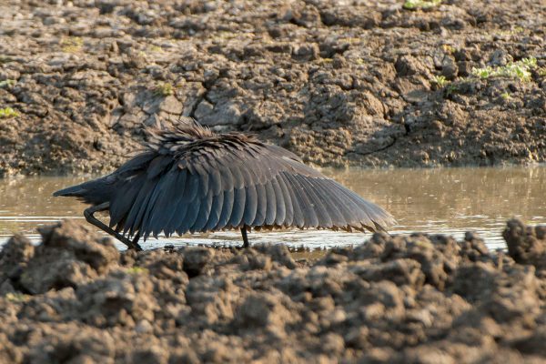 NIsimulie Africa -Serengeti, Zanzibar and Kilimanajro tours