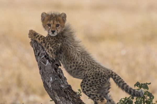 NIsimulie Africa -Serengeti, Zanzibar and Kilimanajro tours