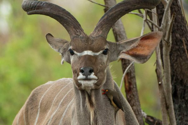 NIsimulie Africa -Serengeti, Zanzibar and Kilimanajro tours