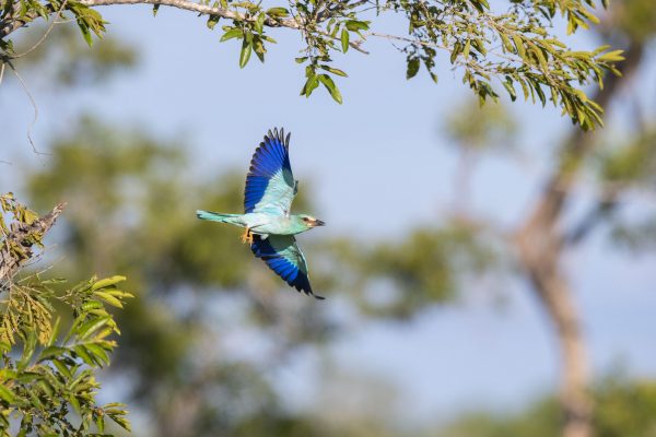 NIsimulie Africa -Serengeti, Zanzibar and Kilimanajro tours