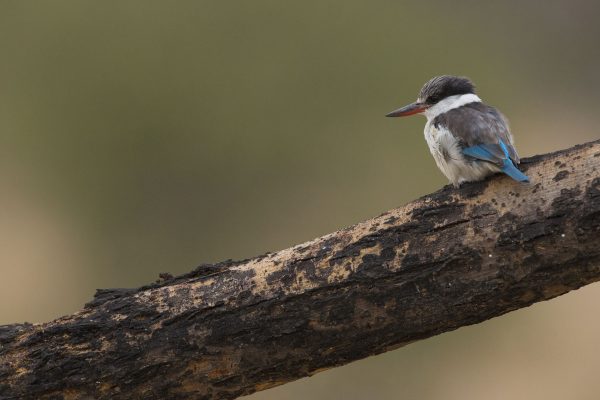 NIsimulie Africa -Serengeti, Zanzibar and Kilimanajro tours