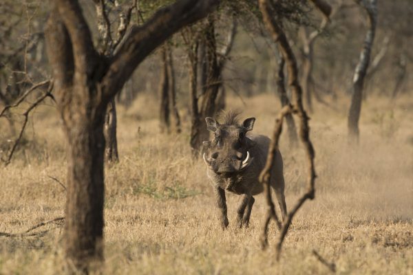 NIsimulie Africa -Serengeti, Zanzibar and Kilimanajro tours