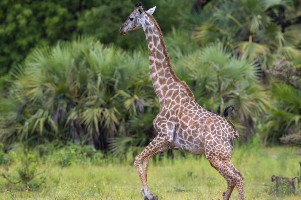 NIsimulie Africa -Serengeti, Zanzibar and Kilimanajro tours