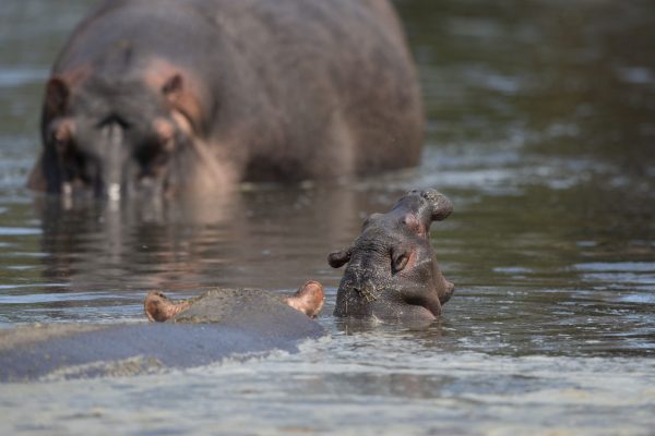 NIsimulie Africa -Serengeti, Zanzibar and Kilimanajro tours