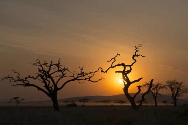 NIsimulie Africa -Serengeti, Zanzibar and Kilimanajro tours