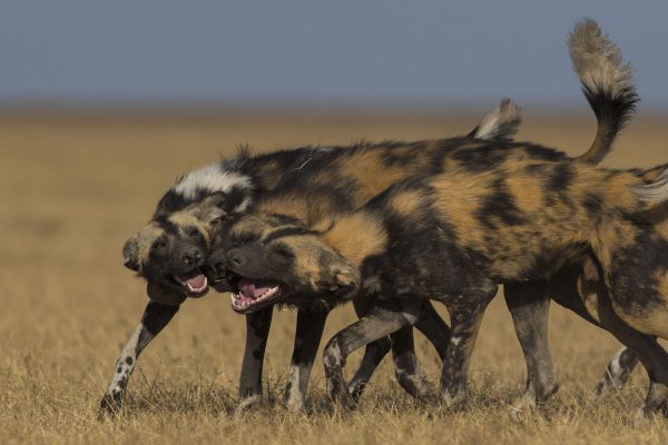 NIsimulie Africa -Serengeti, Zanzibar and Kilimanajro tours