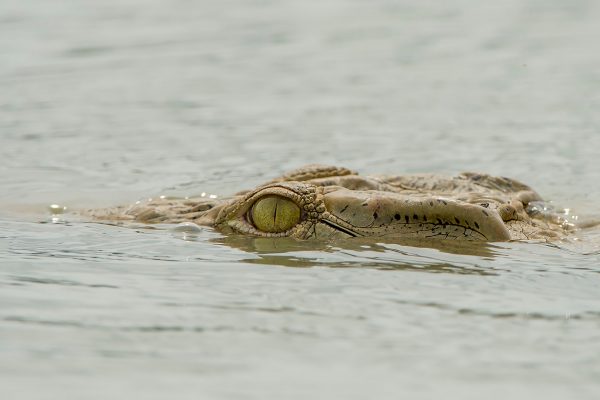 NIsimulie Africa -Serengeti, Zanzibar and Kilimanajro tours