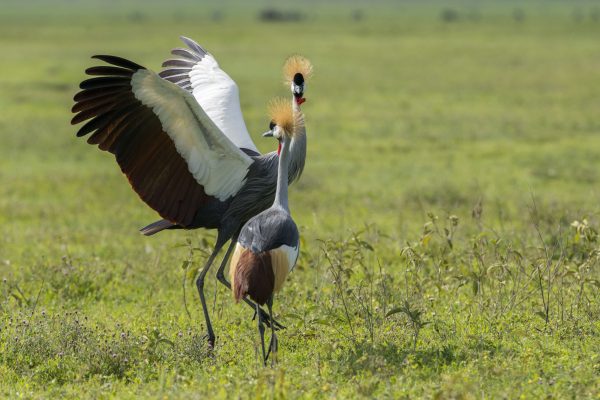 NIsimulie Africa -Serengeti, Zanzibar and Kilimanajro tours