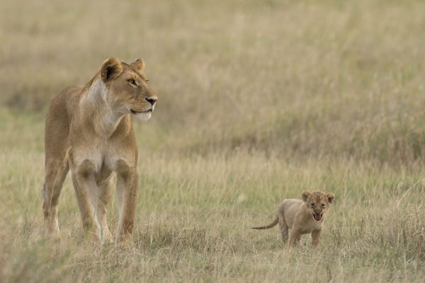 NIsimulie Africa -Serengeti, Zanzibar and Kilimanajro tours