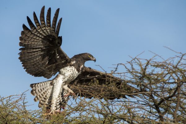 NIsimulie Africa -Serengeti, Zanzibar and Kilimanajro tours