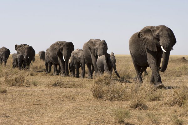 NIsimulie Africa -Serengeti, Zanzibar and Kilimanajro tours