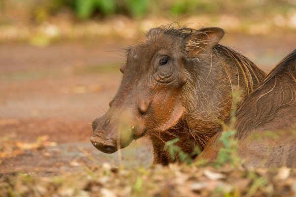 NIsimulie Africa -Serengeti, Zanzibar and Kilimanajro tours